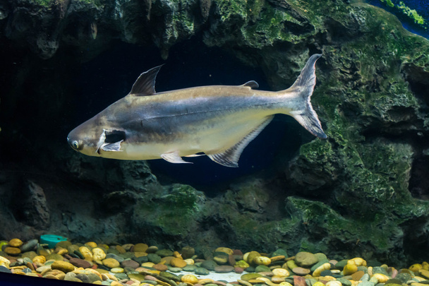 Pesce tropicale Pesce gatto orecchio nero, vive nei fiumi del sud-est asiatico
 - Foto, immagini