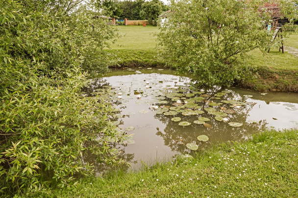 Sauce y flor de loto blanco en un pequeño estanque
 - Foto, imagen