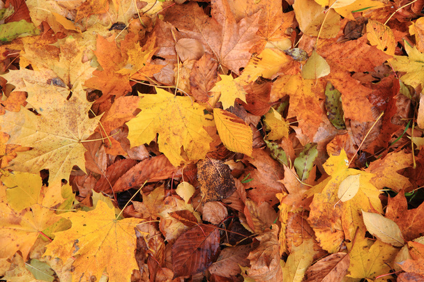 autumn leaves background - Valokuva, kuva