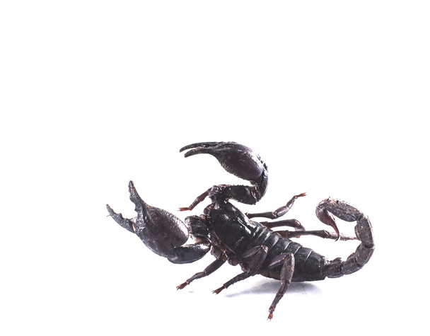 Skorpion isoliert auf weißem Hintergrund  - Foto, Bild