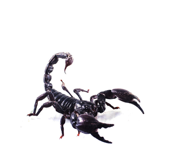 Skorpion isoliert auf weißem Hintergrund  - Foto, Bild