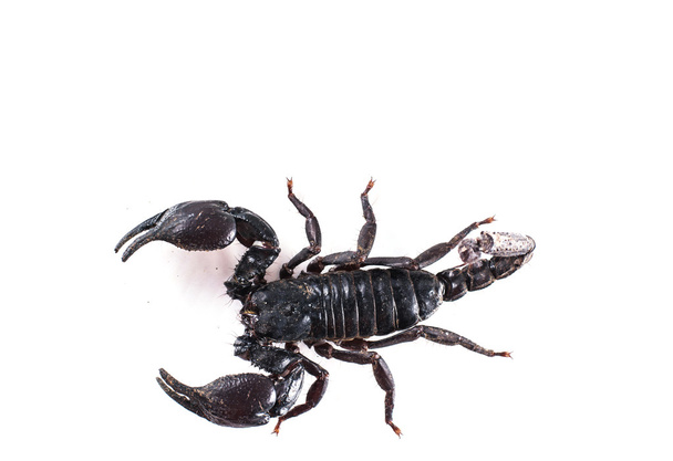 escorpião isolado no fundo branco  - Foto, Imagem
