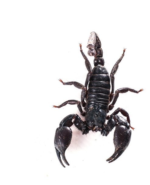 escorpião isolado no fundo branco  - Foto, Imagem