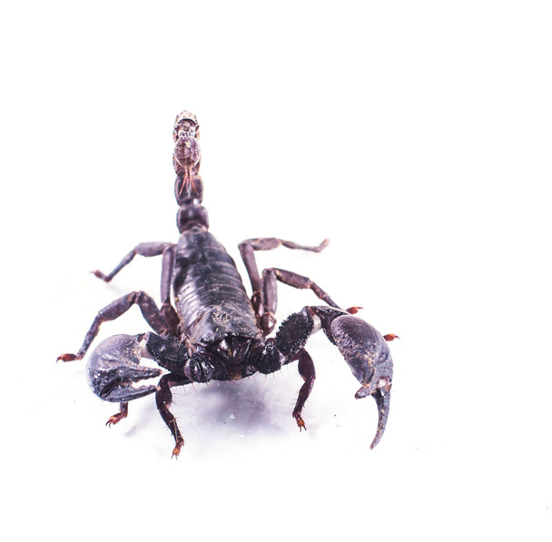 skorpion izolowany na białym tle  - Zdjęcie, obraz