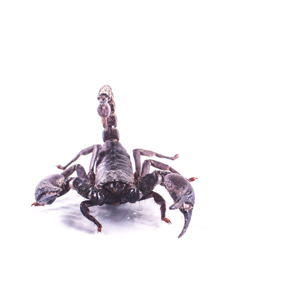 escorpión aislado sobre fondo blanco  - Foto, Imagen