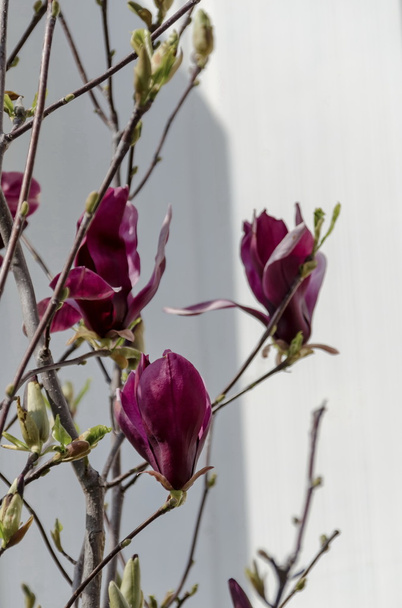Magnolia tree with red blossom at springtime in garden - Photo, Image