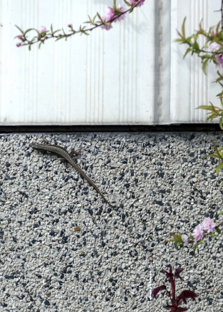 Jaszczurka pełzanie na płocie w kwiat ogród - Zdjęcie, obraz