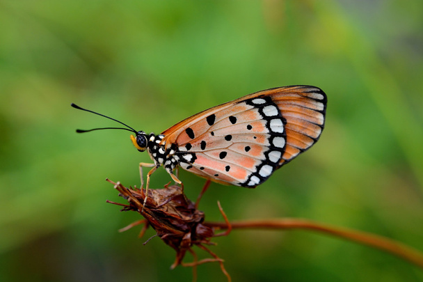 mariposa en flor muerta
  - Foto, Imagen