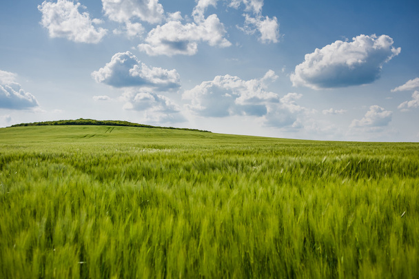 wunderschöne Landschaft mit Himmel und grünen Weizenfeldern - Foto, Bild