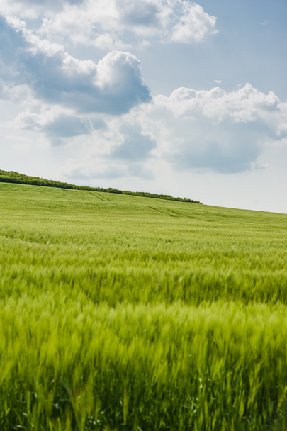 wunderschöne Landschaft mit Himmel und grünen Weizenfeldern - Foto, Bild
