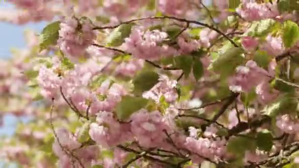 Tree that looks like a fairytale on sprinfg season. - Footage, Video