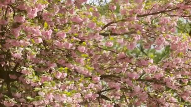 Defocused background of branches of a blossoming tree. - Footage, Video