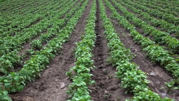 Dolly shot of symmetrical potato field in rows - Footage, Video