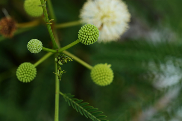 Квіткова краса Лейкани в природі
 - Фото, зображення
