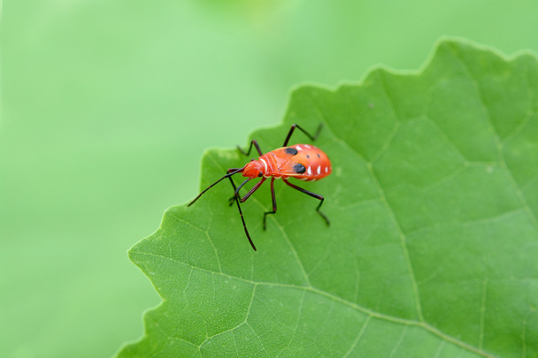 kauneus bug hyönteinen vihreällä lehdellä
 - Valokuva, kuva