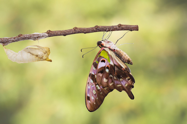 Tailed jay butterfly with shell of chrysalis - Photo, Image