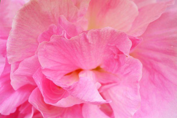 Güzel pembe şakayık çiçeği, yakın  - Fotoğraf, Görsel