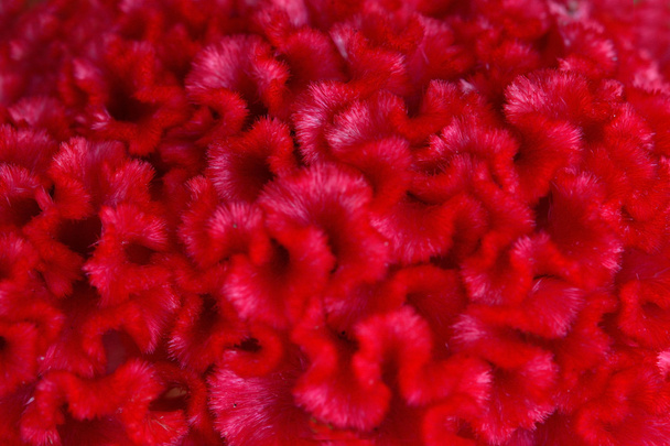primo piano Cockscomb fiore sfondo
 - Foto, immagini