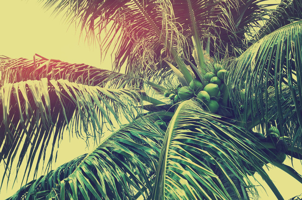  palmboom op blauwe lucht achtergrond.  - Foto, afbeelding