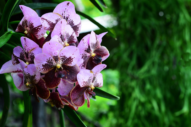 Красивые орхидеи в лесу
 - Фото, изображение