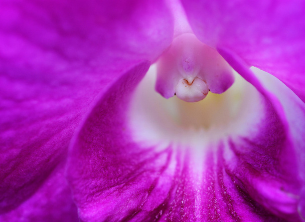 Primer plano Macor Pink Orchid
 - Foto, imagen