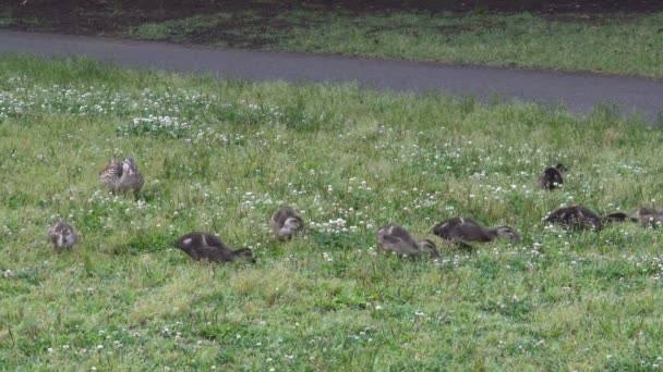 Duck family on clover field - Felvétel, videó