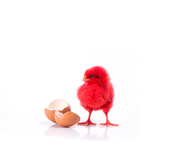 χαριτωμένο κόκκινο μικρό κοτόπουλο με ραγισμένο αυγό, κοτόπουλο έννοια  - Φωτογραφία, εικόνα