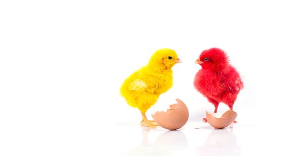 niedliches kleines gelbes Huhn und rotes Huhn mit geknacktem Ei, Hühnerkonzept  - Foto, Bild