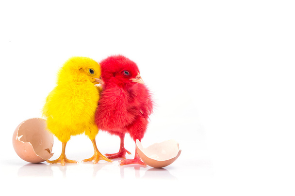 niedliches kleines gelbes Huhn und rotes Huhn mit geknacktem Ei, Hühnerkonzept  - Foto, Bild