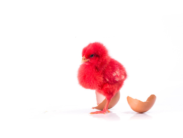 niedliches kleines rotes Huhn mit knackigem Ei, Hühnerkonzept  - Foto, Bild