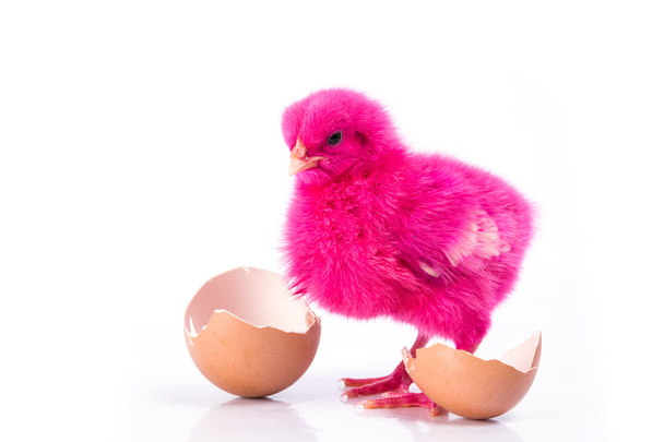 niedliches kleines rosa Huhn mit geknacktem Ei, Hühnerkonzept  - Foto, Bild