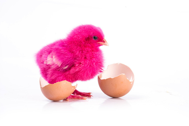 niedliches kleines rosa Huhn mit geknacktem Ei, Hühnerkonzept  - Foto, Bild