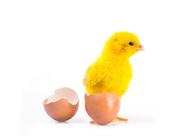 niedliches kleines gelbes Huhn mit geknacktem Ei, Hühnerkonzept  - Foto, Bild