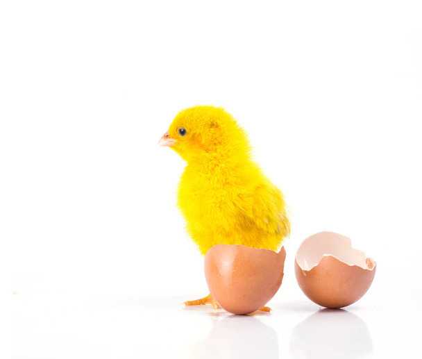 kırık yumurta, tavuk kavramı ile şirin küçük sarı tavuk  - Fotoğraf, Görsel