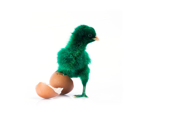 niedliches kleines grünes Huhn mit geknacktem Ei, Hühnerkonzept  - Foto, Bild