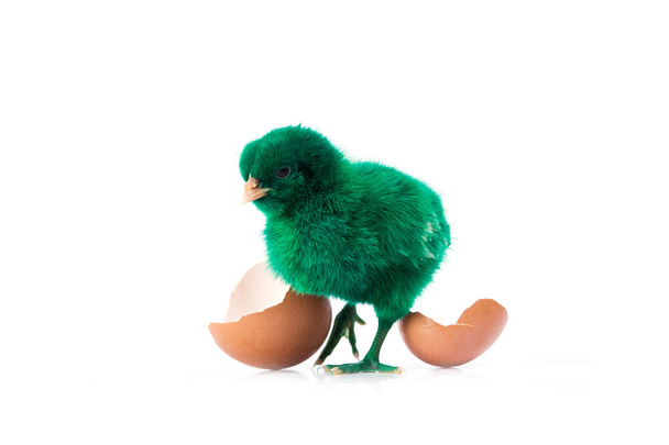 ładny mały zielony kurczaka z jaj, koncepcja kurczak  - Zdjęcie, obraz
