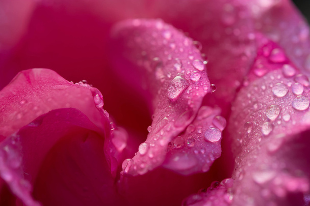 Close up of pink rose petals with water drop - Фото, зображення