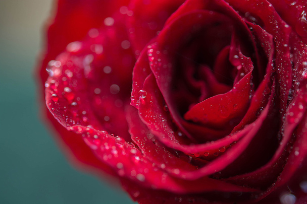 Close up van rode rozenblaadjes met waterdruppel - Foto, afbeelding