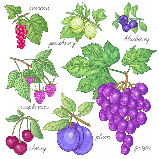 Набор векторных изображений фруктов и ягод
. - Вектор,изображение