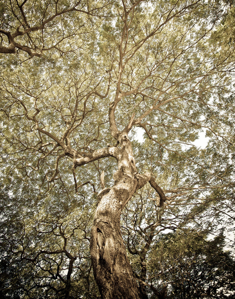 vintage Ramas del fondo del árbol
 - Foto, imagen
