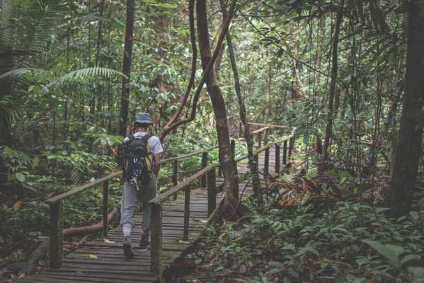 Backpacker erkunden den majestätischen Dschungel des Kubah Nationalparks, West Sarawak, Borneo, Malaisien.  - Foto, Bild