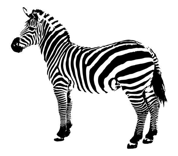 Zebra, vector Illustration - Vector, imagen