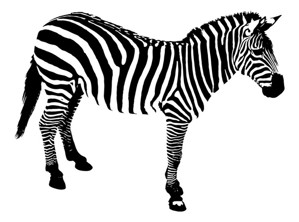 Зебра, векторная иллюстрация
 - Вектор,изображение