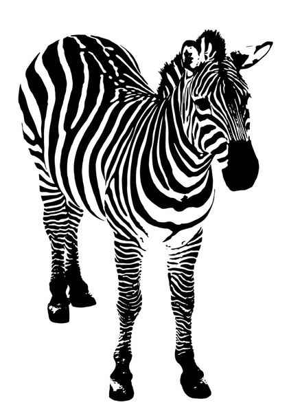 Zebra, vektör çizim - Vektör, Görsel