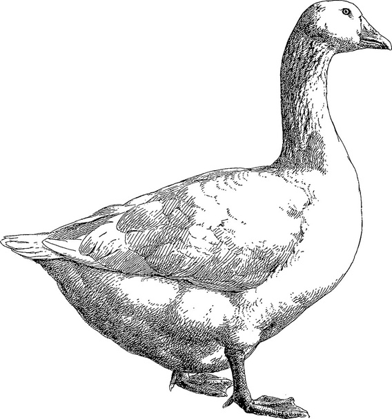 Vintage drawing goose - Foto, imagen