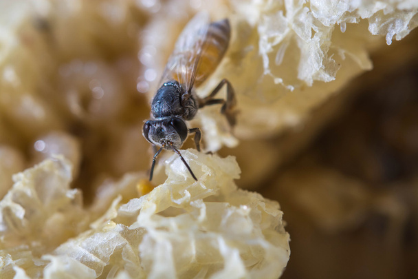 Закрыть обзор работающим пчелам на медовой гребенке
 - Фото, изображение