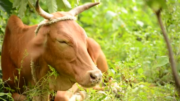 Vértes egy tehén legelő feküdt, és a felkérődzött táplálék rágás - Felvétel, videó