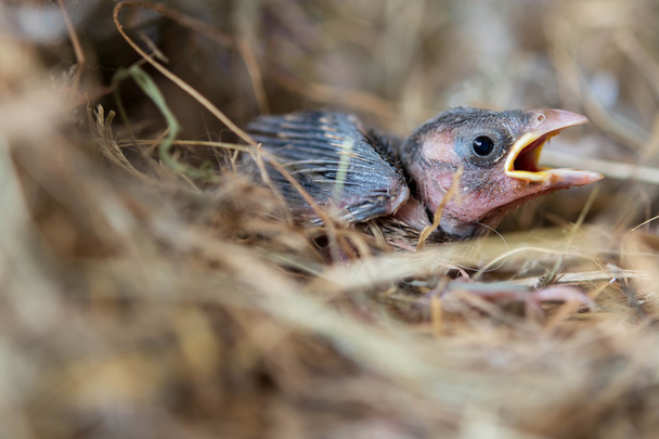 鳥の巣で空腹赤ちゃんの鳥 - 写真・画像
