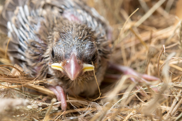 鳥の巣で空腹赤ちゃんの鳥 - 写真・画像