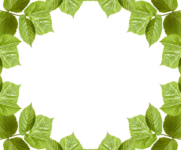 málna levelek keret. elszigetelt fehér background - Fotó, kép